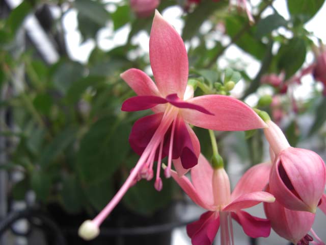 ブルーミングスケープ】フクシア 育て方｜観葉植物＆ガーデニング