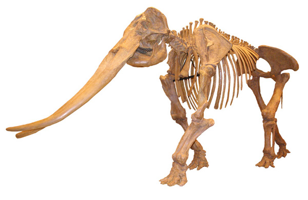 三重県総合博物館 コウガゾウ全身骨格標本（レプリカ）