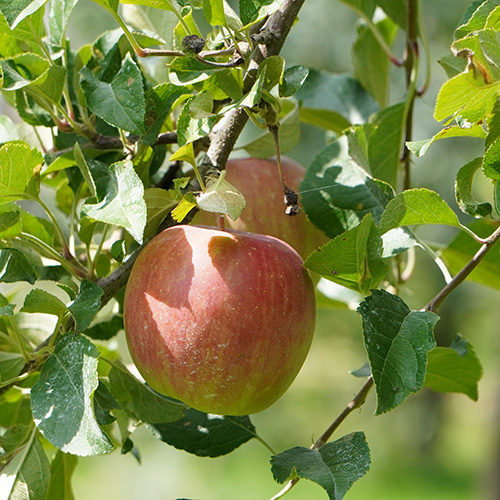 有機栽培] 北上農園のりんご (2～3玉) 有機栽培りんご 有機野菜の宅配