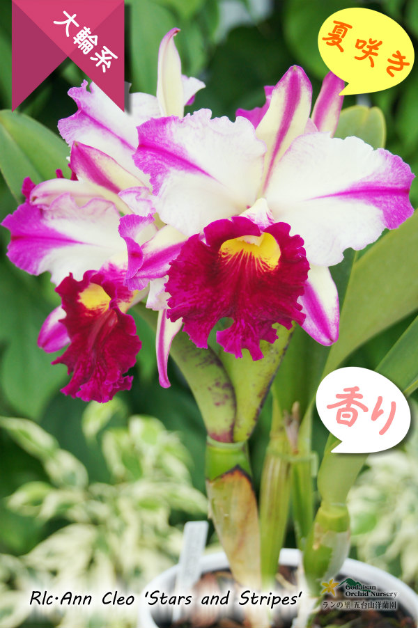 ド派手な夏カトレア】Rlc.Ann Cleo'Stars and Stripes'（交配種