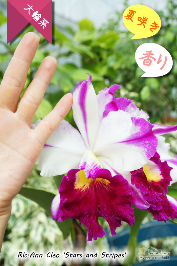 ド派手な夏カトレア】Rlc.Ann Cleo'Stars and Stripes'（交配種