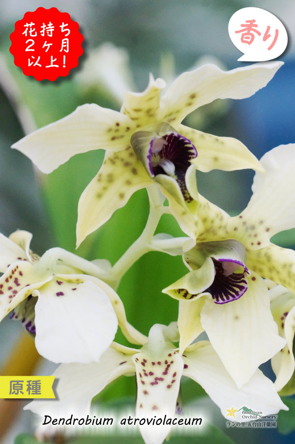 ニューギニアの原種デンドロ】Den.atroviolaceum (原種)デンドロビウム