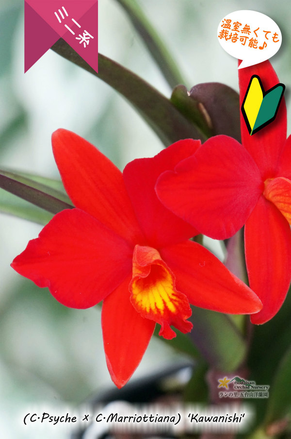 原種のような雰囲気もあるミニカトレア】(C.Psyche ? C.Marriottiana