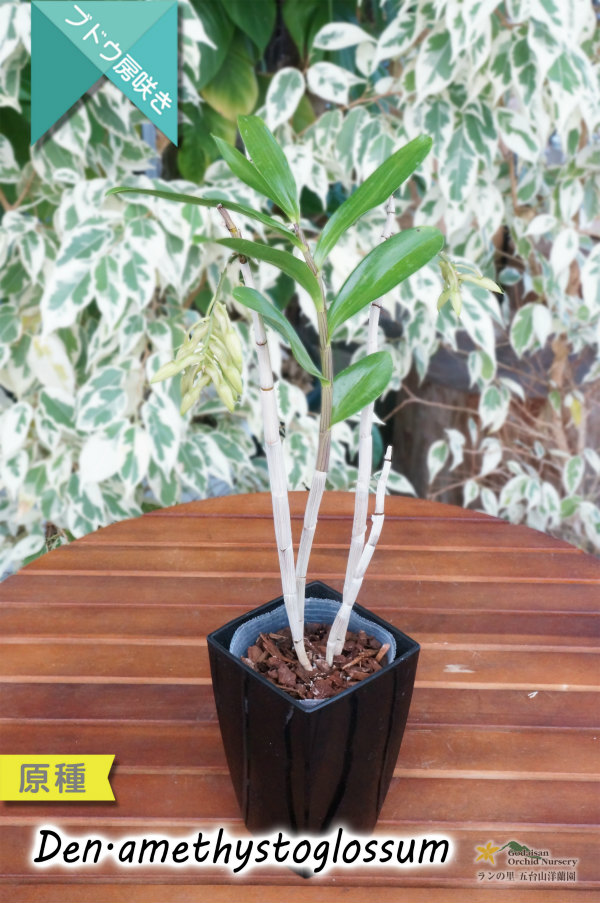 アメジスト色のリップがワンポイントな房咲きデンドロ原種】Dendrobium