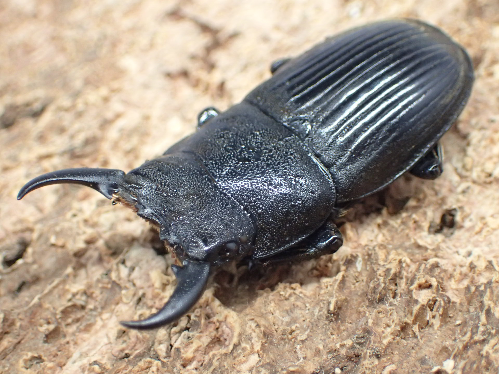 むしやどんぐり / 全商品