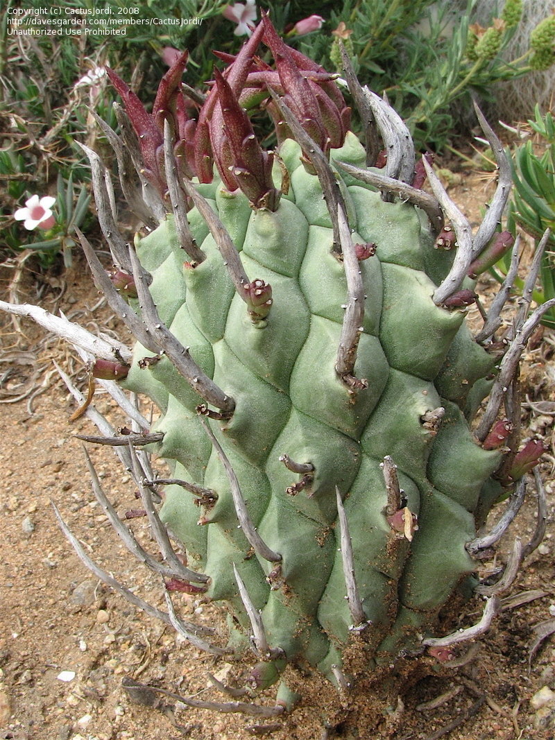 Euphorbia schoenlandii 現地株 Euphorbia schoenlandii – Public Land Store