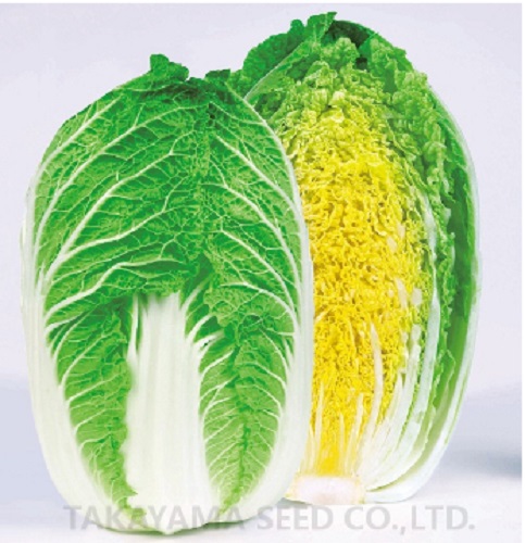 CRご黄げん70[白菜] - e-種や｜国内最大級の野菜種・花種・苗・農業