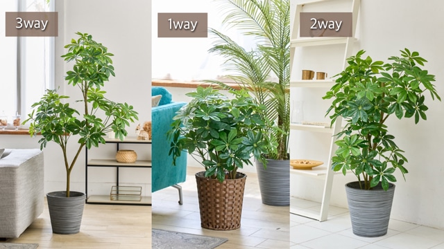 新しい観葉植物の楽しみかた ～3way Style Pot～ | 株式会社東京堂