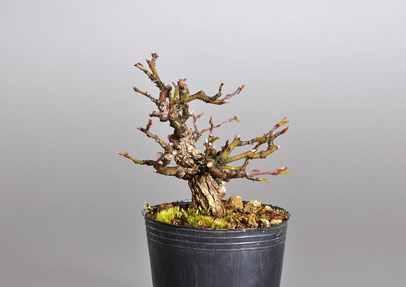 クマヤナギ-A2（くまやなぎ・熊柳）実もの盆栽の販売と育て方・作り方
