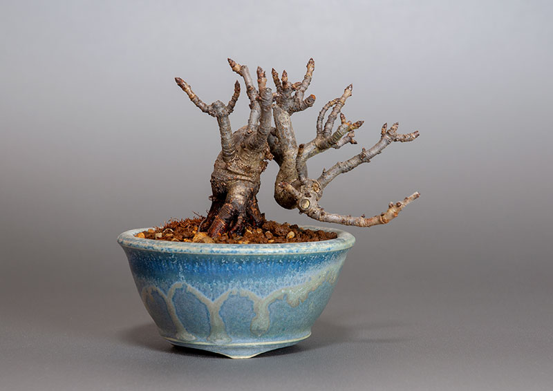 カマツカ盆栽（かまつか・鎌柄・ニホンカマツカ・日本鎌柄）実もの盆栽