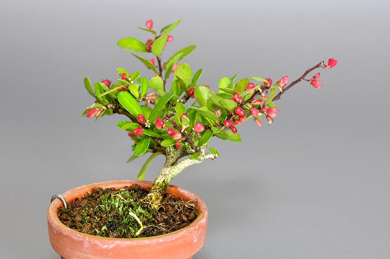 ハリツルマサキI（はりつるまさき・針蔓柾）実もの盆栽の販売と育て方