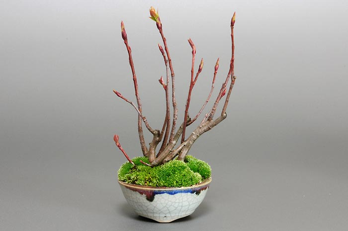 セイヨウカマツカ（せいようかまつか・西洋鎌柄）実もの盆栽の「販売と