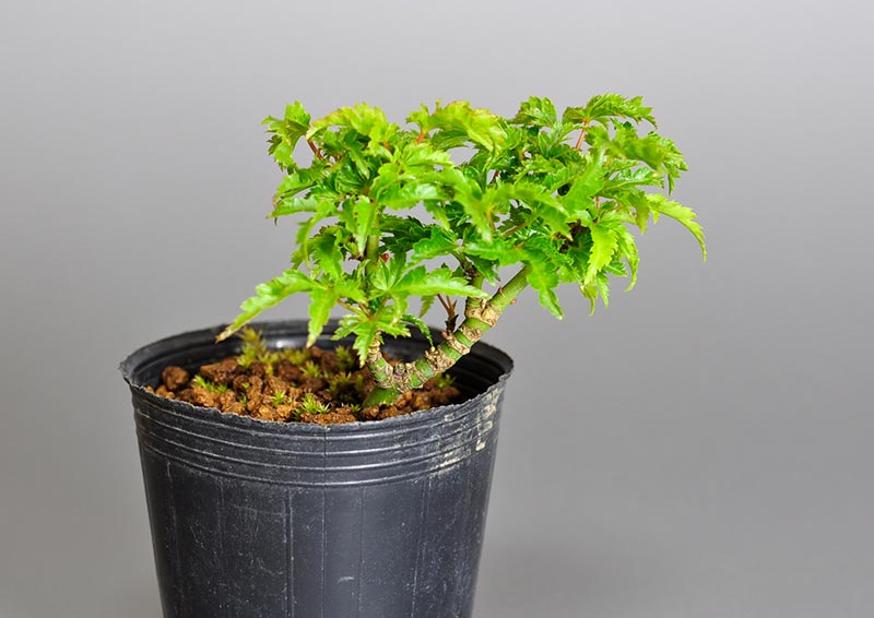 シシガシラモミジ-F（ししがしらもみじ・獅子頭もみじ）ミニ盆栽の販売