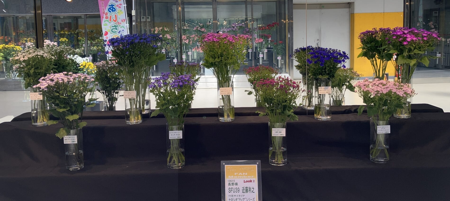 長野県 近藤利之さんのセネシオ”ティア”シリーズ | Flower Auction