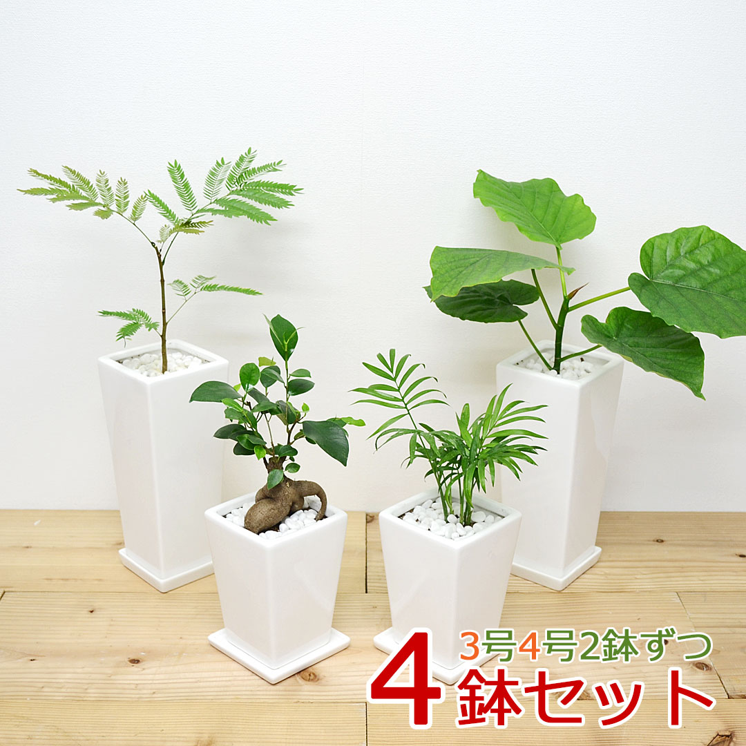 観葉植物の販売・ギフトならフラワーコーポレーション / 【送料無料