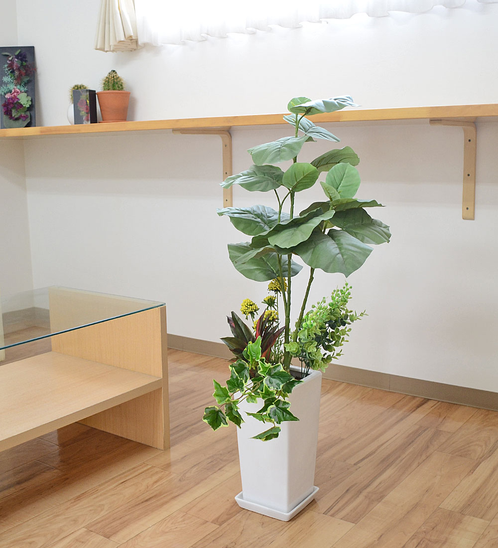 観葉植物の販売・ギフトならフラワーコーポレーション / 【送料無料