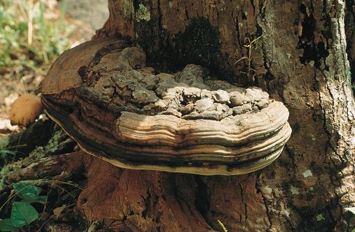 コフキサルノコシカケ - 福岡市薬剤師会