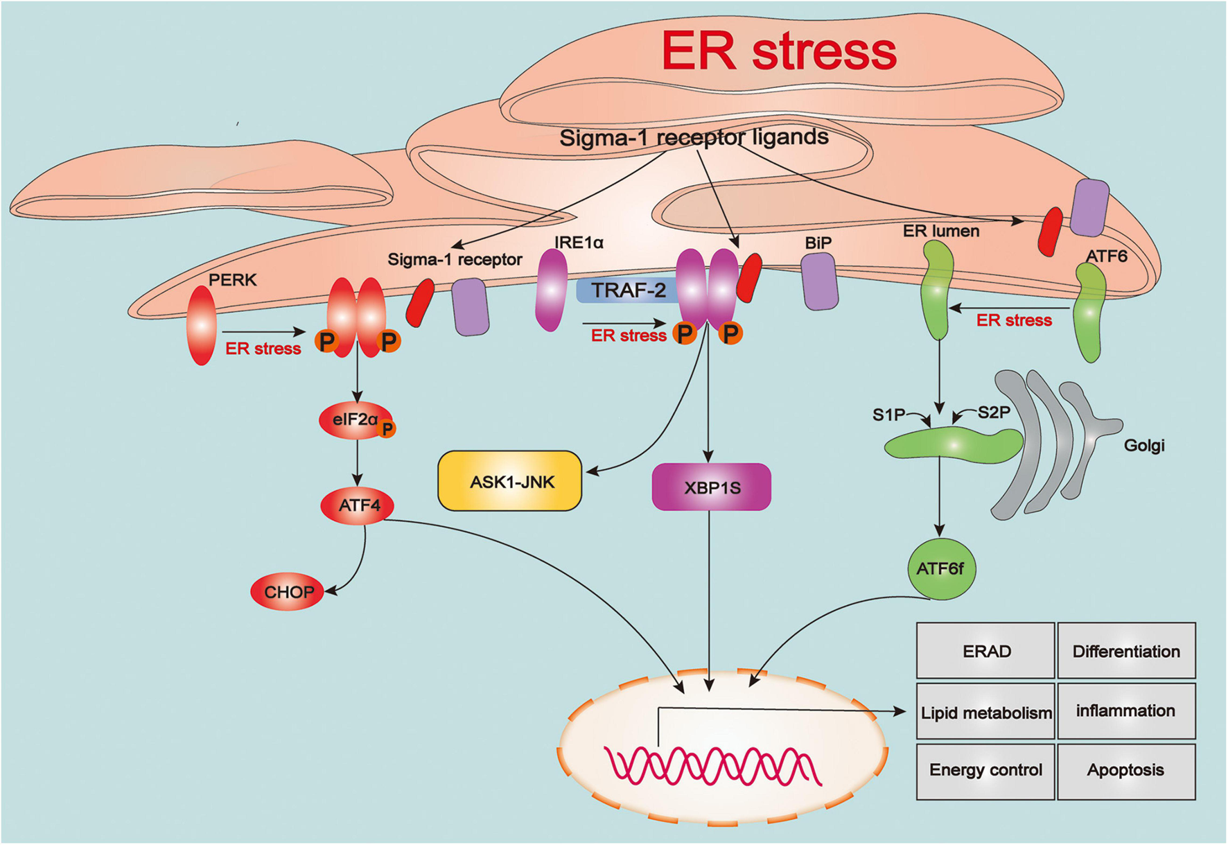 Frontiers | Sigma-1 Receptor: A Potential Therapeutic Target for