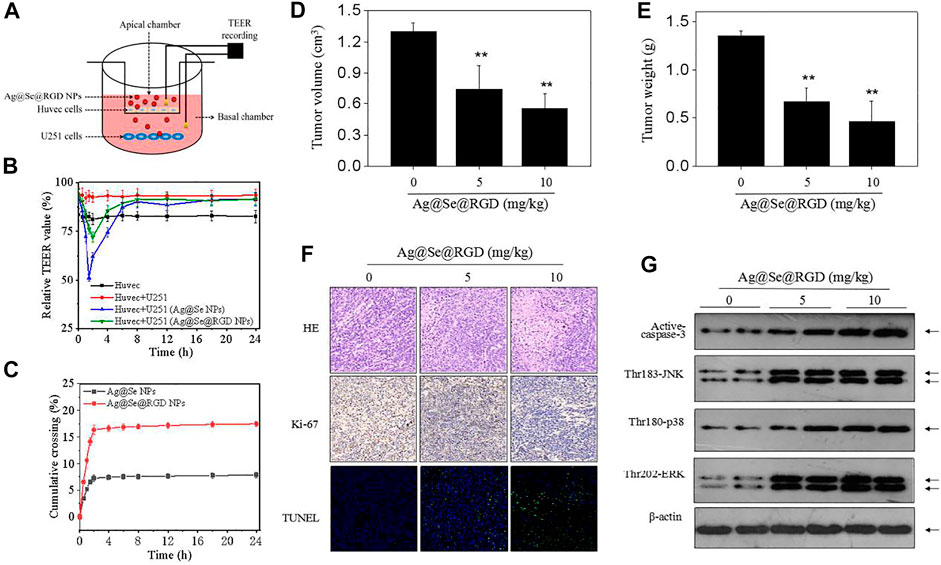 Frontiers | RGD Peptide-Conjugated Selenium Nanocomposite Inhibits