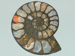 黄鉄鉱化したアンモナイト