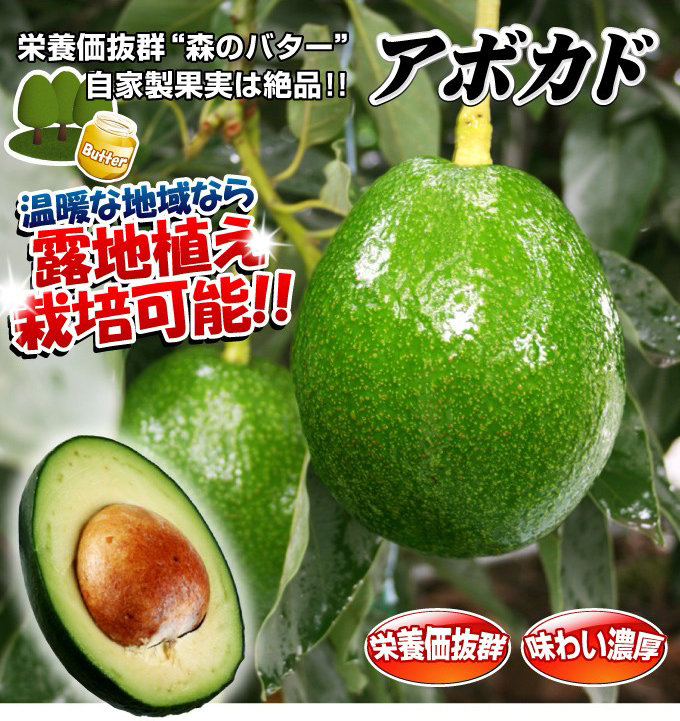 国産アボカド】 アボカド苗 ベーコン 希少 5年生 無農薬 国産アボカド