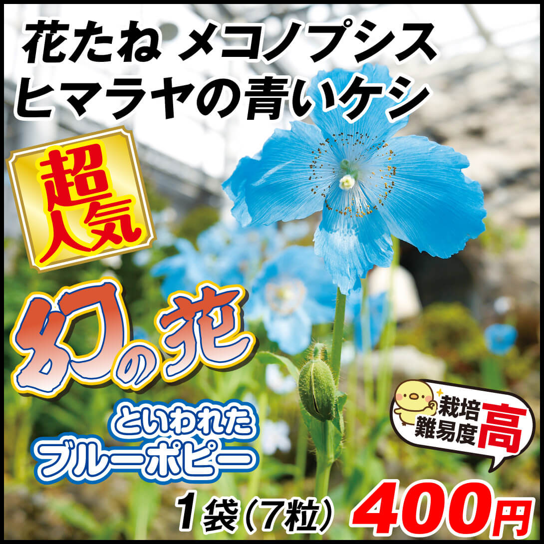 ③オレンジの花と青い蝶の掛軸 ③オレンジの花と青い蝶の掛軸 Yahoo