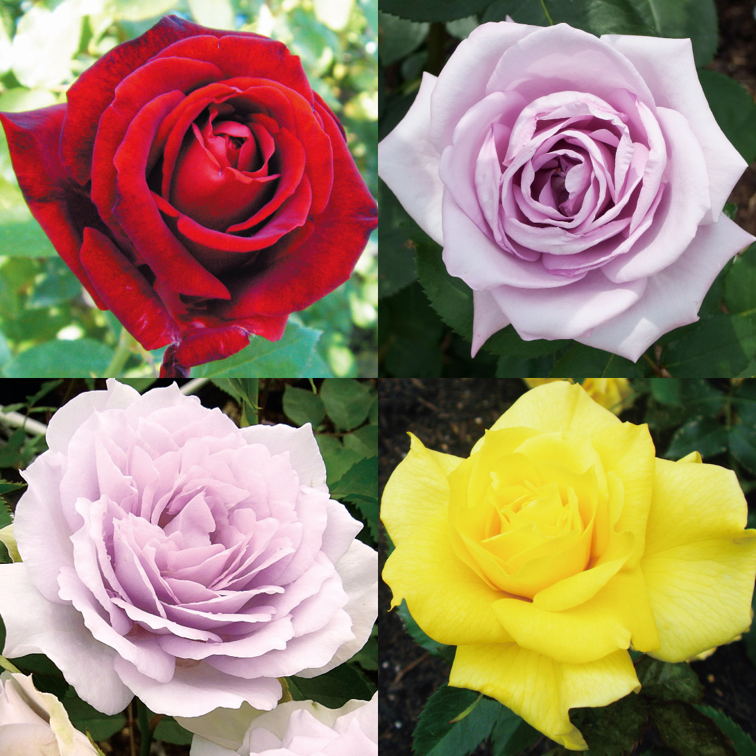 国華園オンラインショップ / バラ苗 四季咲き大輪＆中輪バラ福袋 3株