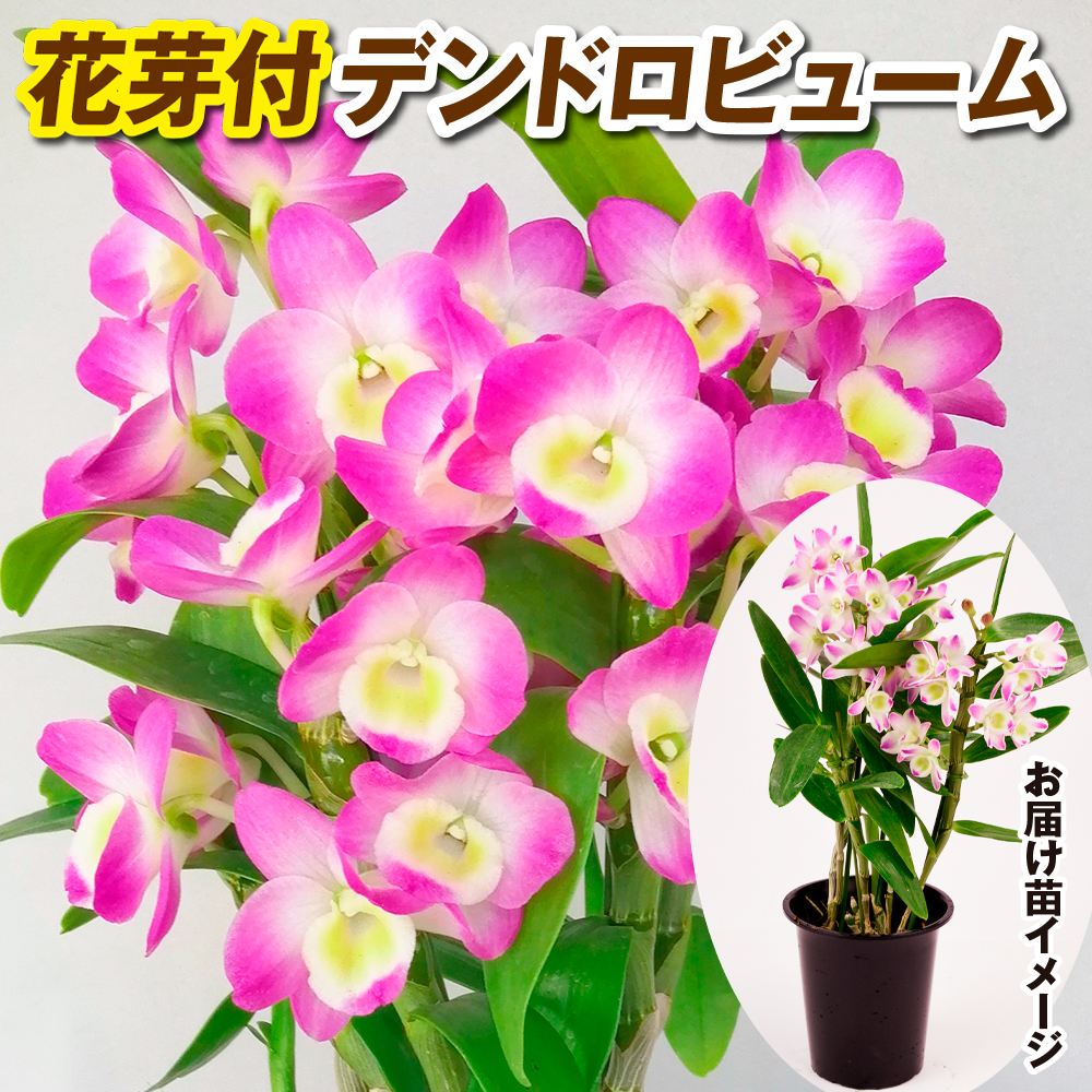 国華園オンラインショップ / 洋蘭苗 花芽つき デンドロビウム コーラル