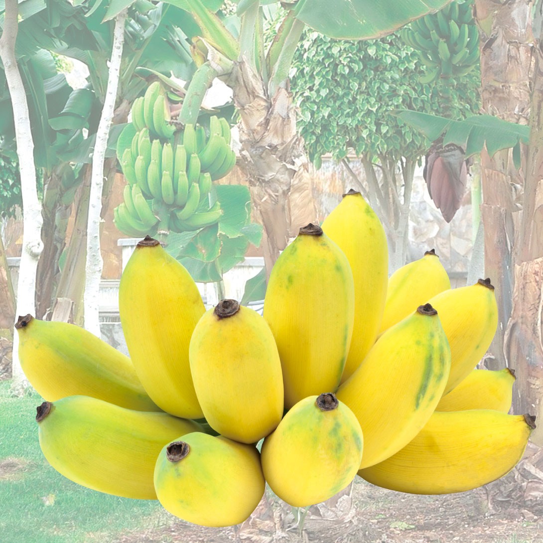 国華園オンラインショップ / 果樹苗 耐寒性バナナ ドワーフナムワー