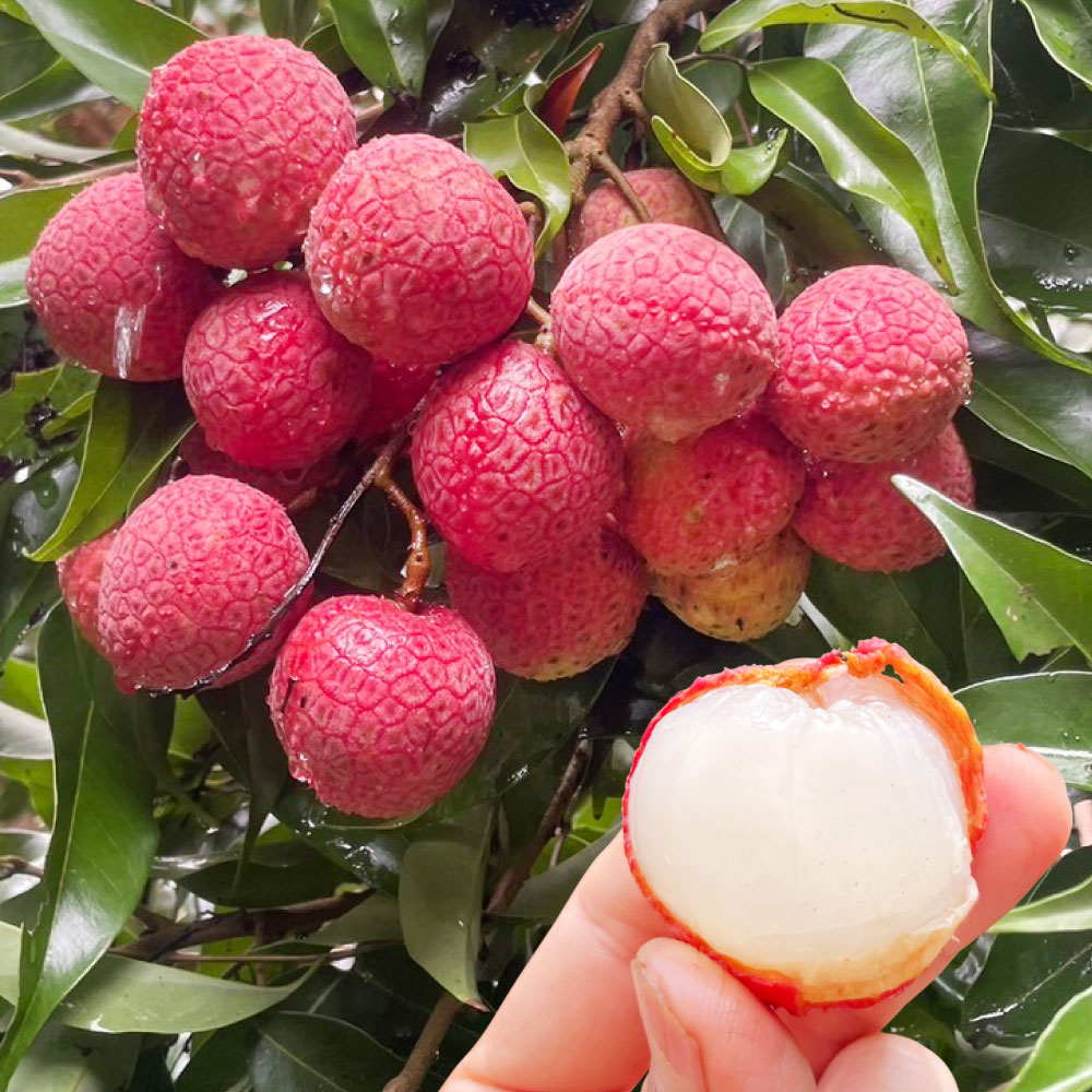 国華園オンラインショップ / 南国フルーツ苗