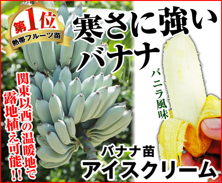国華園オンラインショップ / 果樹苗 耐寒性バナナ アイスクリームバナナ