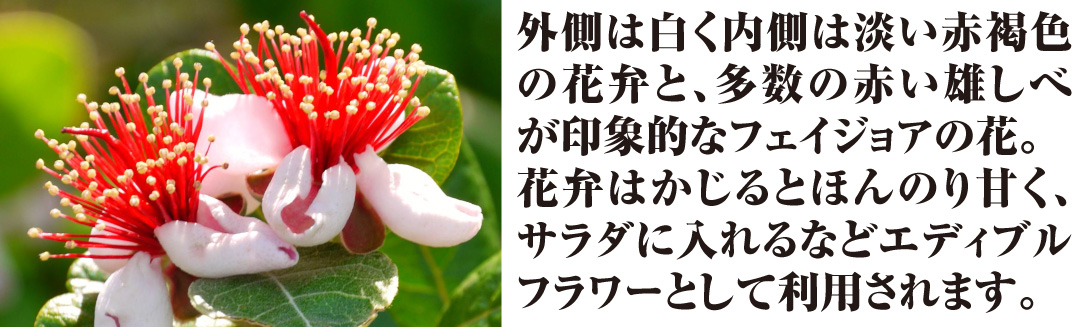 国華園オンラインショップ / 果樹苗 フェイジョア アポロセレクト 1株