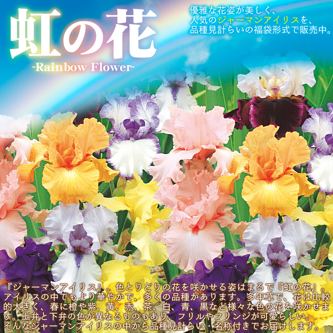 国華園オンラインショップ / ジャーマンアイリス カラフルジャーマン