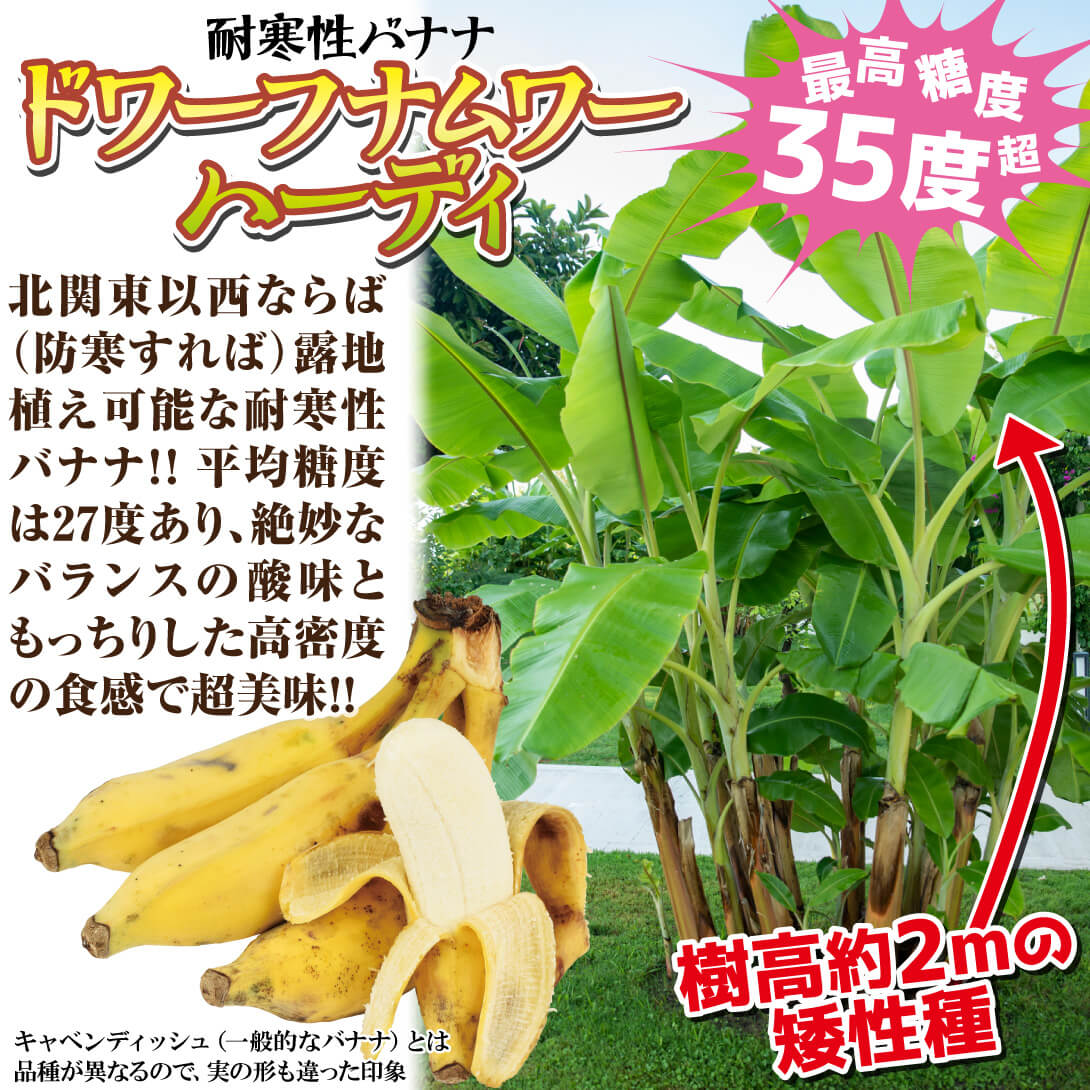 国華園オンラインショップ / 果樹苗 耐寒性バナナ ドワーフナムワー