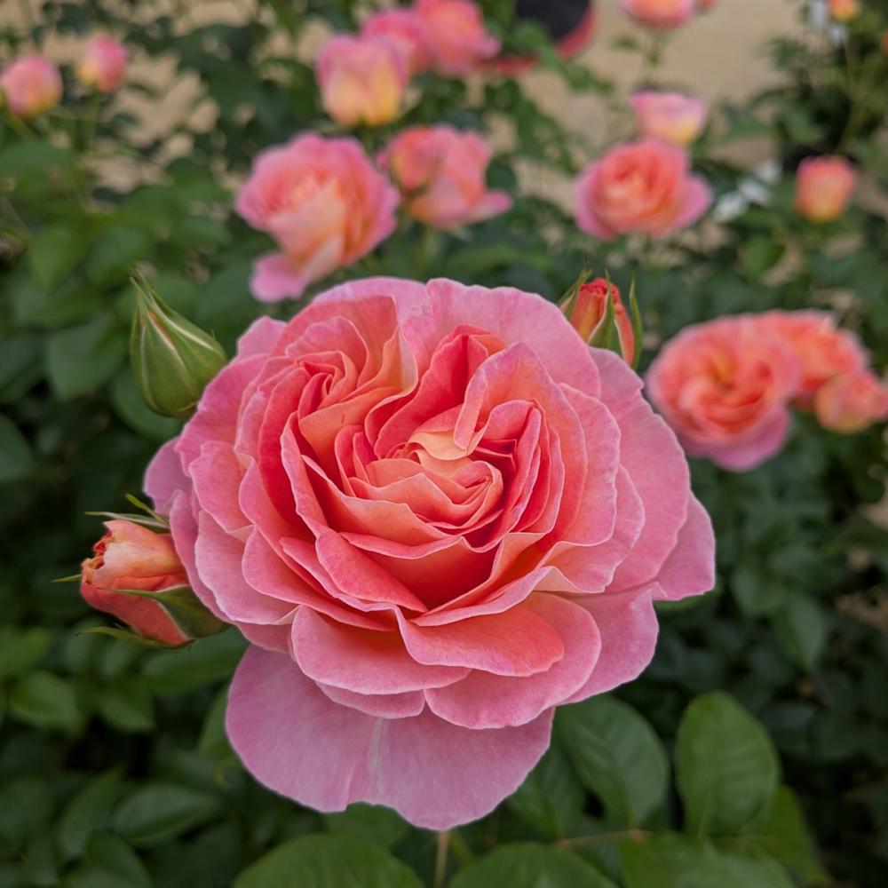 バラ予約】 バラ大苗 ドルンブルガー シュロスローズ 【申込期限：2月