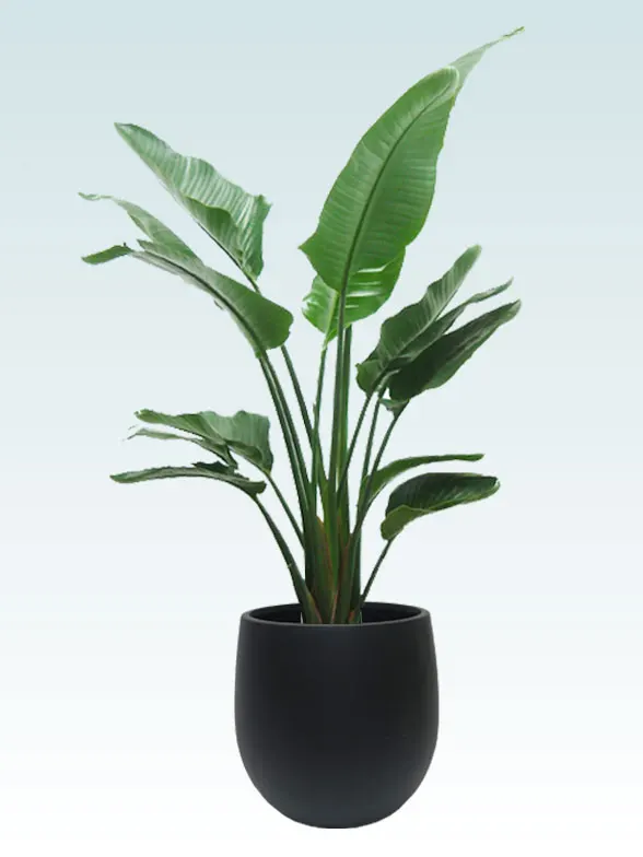 ストレリチア・オーガスタ(バルーン型、グラスファイバー製鉢カバー付