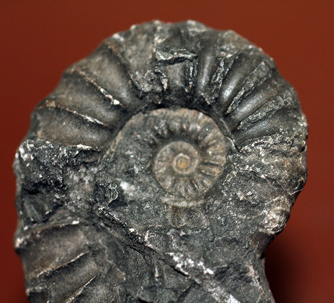 珍しいオールドコレクション！アンデス山中4200メートルの地点で