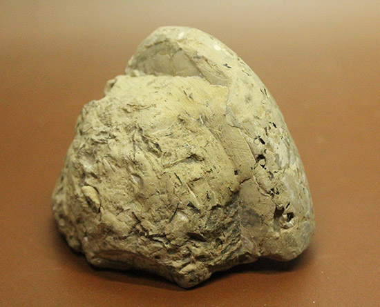 にわかにはその価値が分からない化石。二本木コレクション。国産