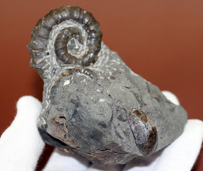 北海道でしか産出しない異常巻きアンモナイト、ムラモトセラス