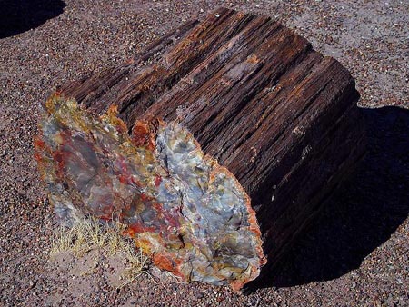 ブランド産地、米国アリゾナ州産の珪化木（Petrified wood）。表面を