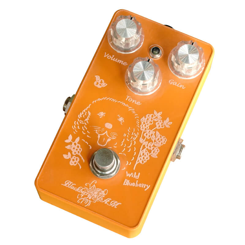 Wild Blueberry Marigold | キクタニミュージック