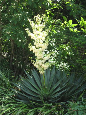 センジュラン（千寿蘭・ユッカ・アロイフォリア）＜植物（苗木・植木