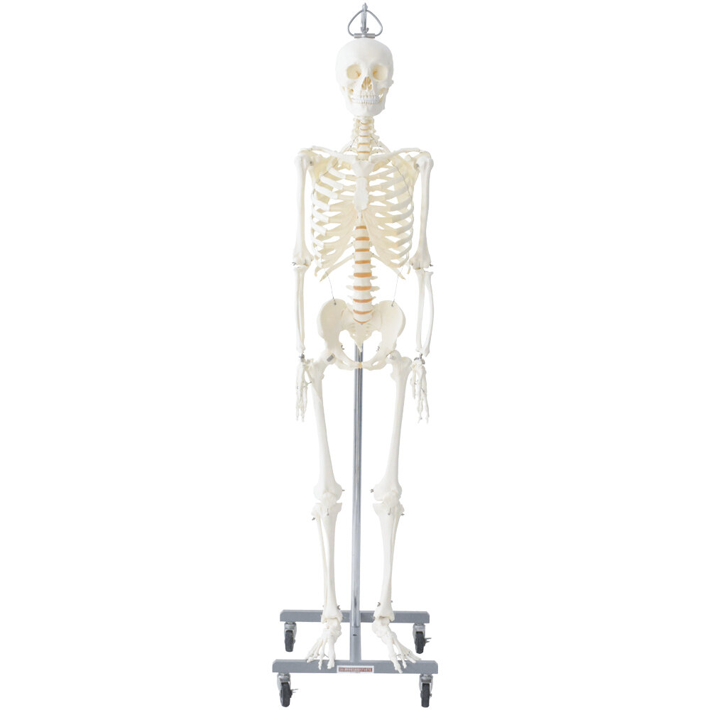 日本人男性骨格交連複製モデル吊式 | 京都科学