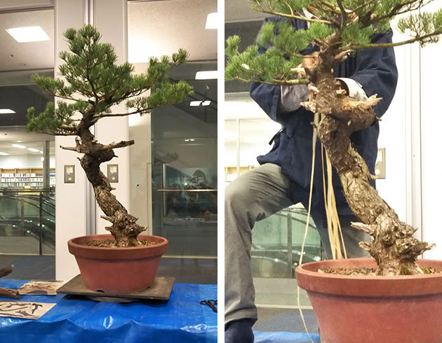 日本三大盆栽：福島吾妻五葉松の展示会へ行って来ました | 土屋ホーム