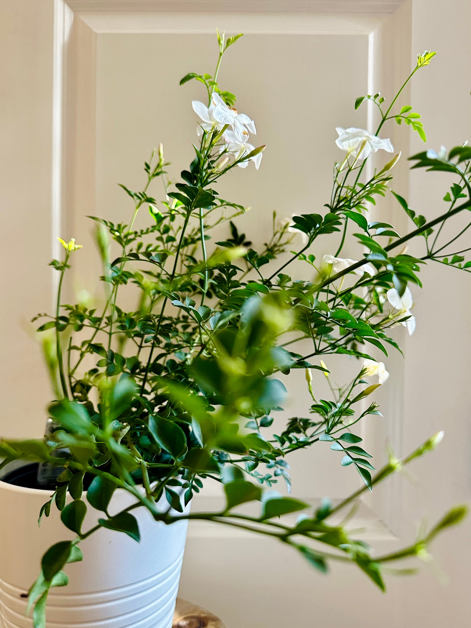 Common jasmine (jasminum officinale) – Happy Sunrize