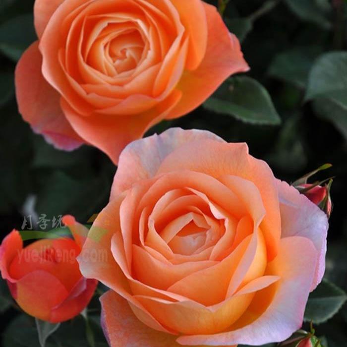 Robin 罗宾 (Japan) – Hillside Rose Farm