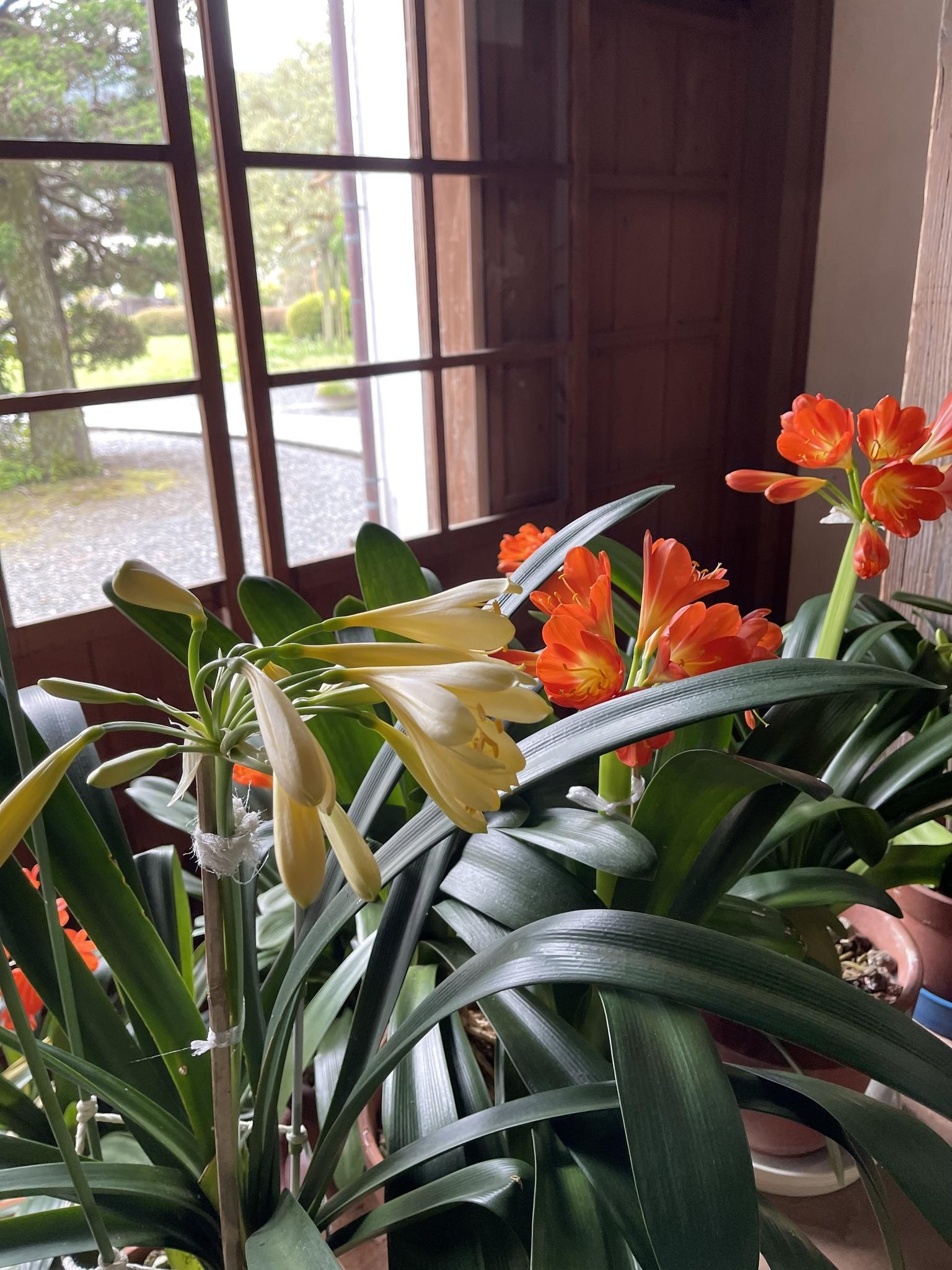 重文岩科学校】君子蘭（クンシラン）が飾られました。