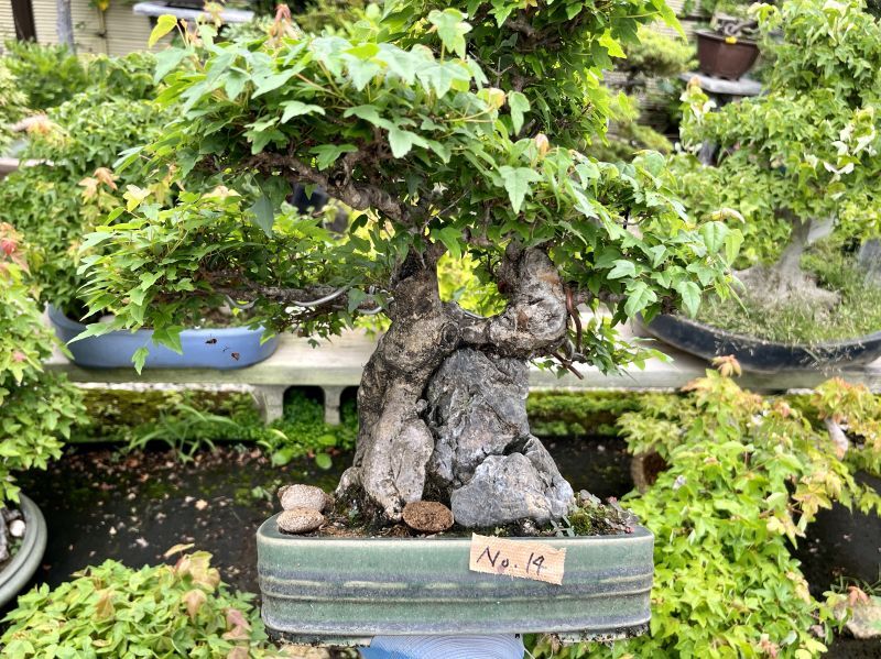 No.MK3714 楓石付 - Bonsai Network Japan