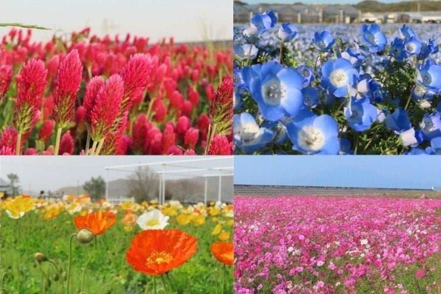 生産農場直送！季節の花苗セット: 正直やまぐち|【JAタウン】産地