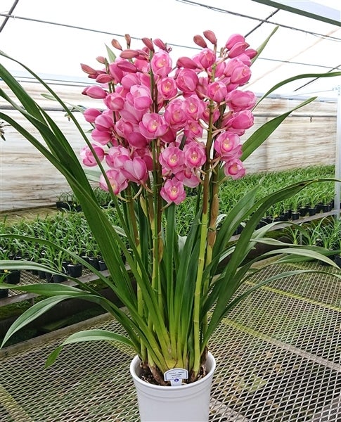 大特価！2鉢価格！シンビジウム　苗　苗木　4本立ち　洋ラン　蘭　三つ星 週末特価！2鉢価格！シンビジウム 苗 苗木 4本立ち 洋ラン 蘭 三つ星